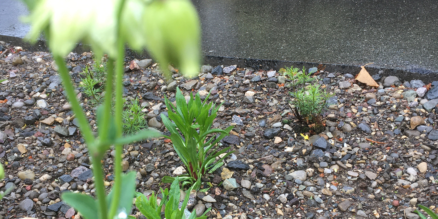 Wenn der Boden wieder atmet - Spaziergang durch Buchs zum Thema Klimaanpassung