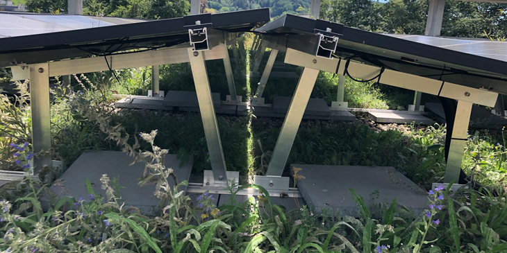 Dachbegrünung in St.Gallen